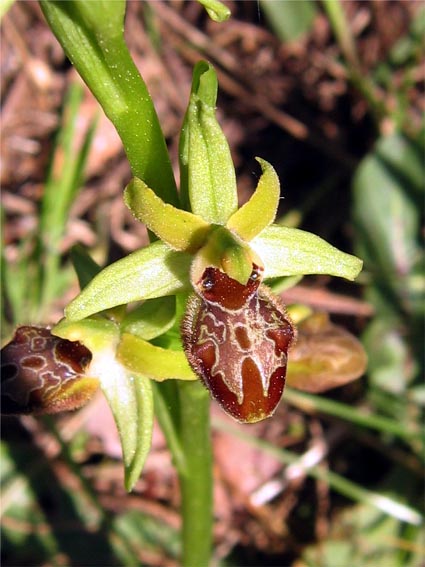 Or. papilionacea, Op. tenthredinifera, Op. sphegodes .......